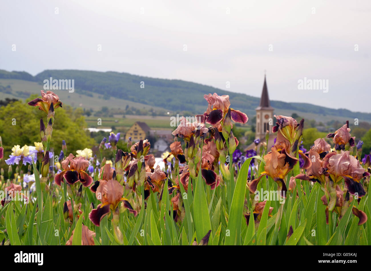 blühende Bereich der Iris Stockfoto