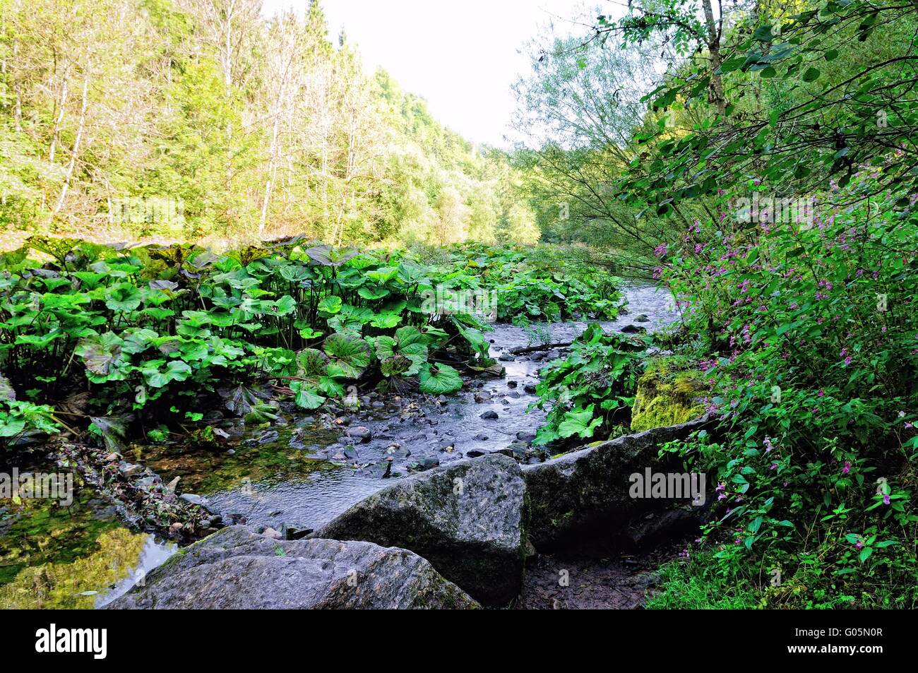 Pestwurz in Wutachschlucht Schwarzwald Deutschland Stockfoto