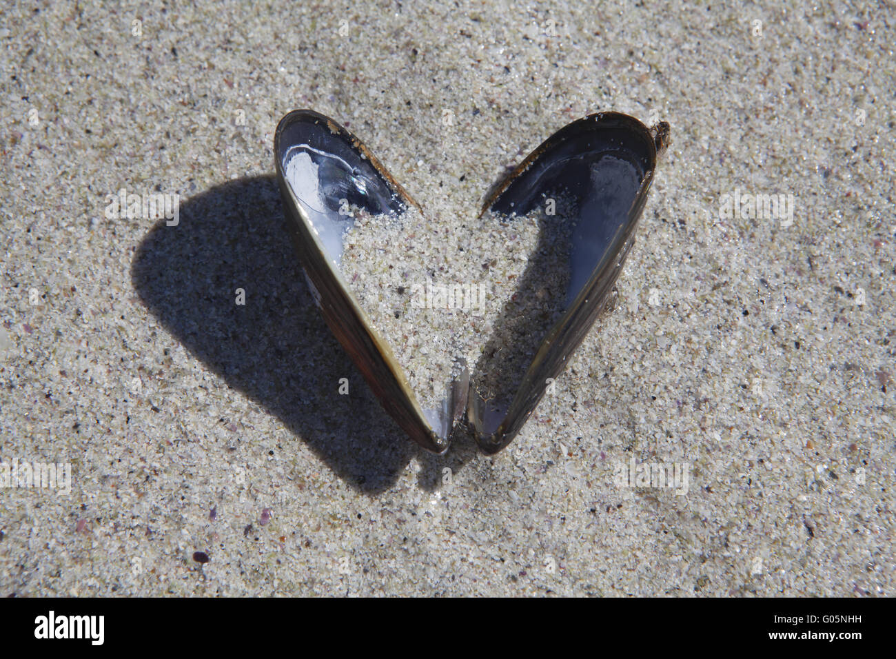 Eine geöffnete Muschelschale am Strand bildet ein Herz Stockfoto