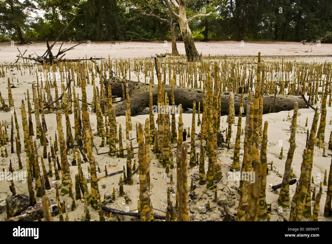 Atem-Wurzeln (Luftwurzeln) der Mangroven Stockfoto