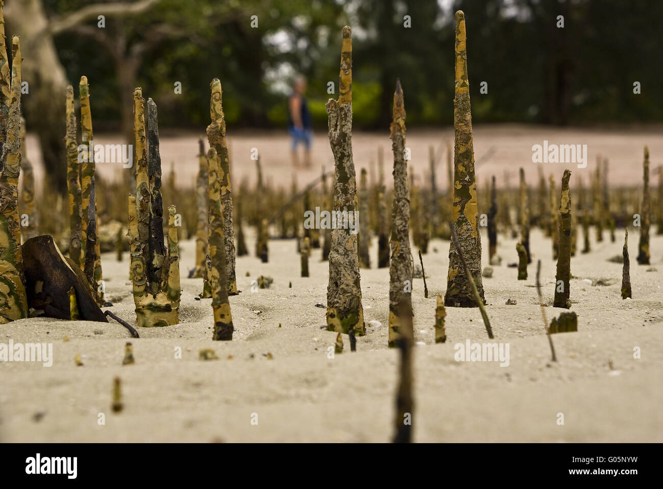 Atem-Wurzeln (Luftwurzeln) der Mangroven Stockfoto