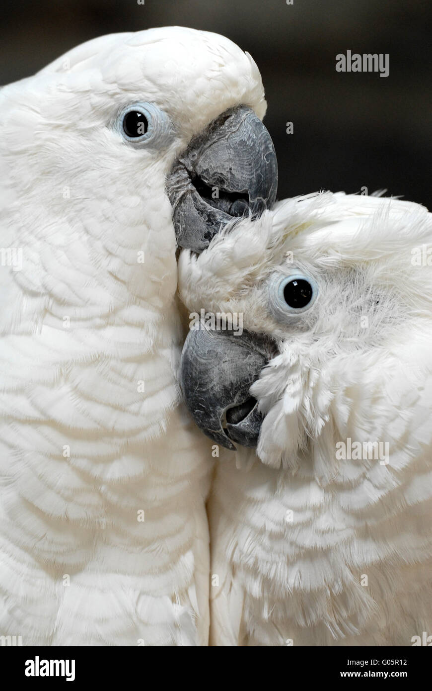 Weiße Kakadu Stockfoto