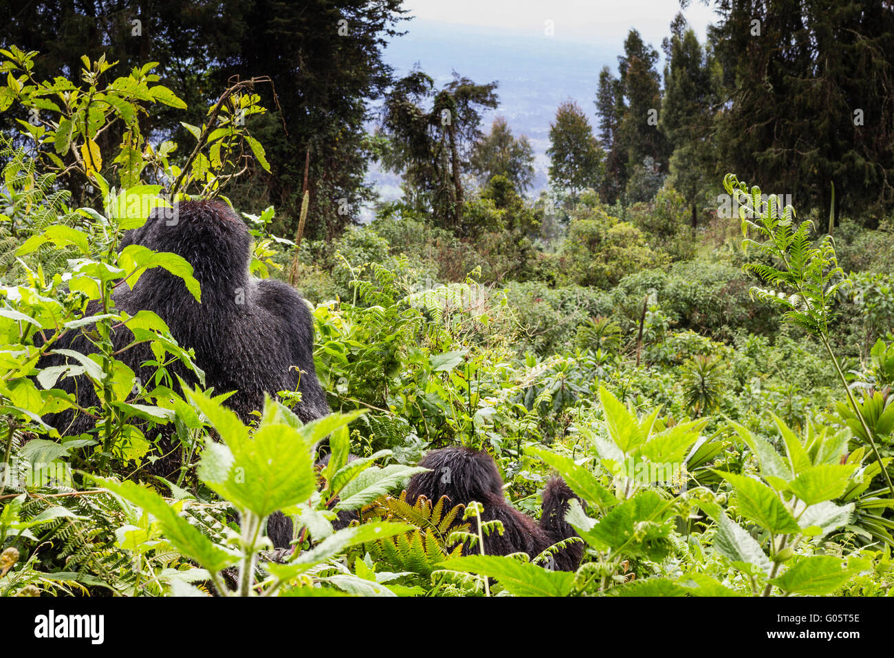 VOLCANOES-Nationalpark, Ruanda A männlichen Silberrücken Mountain Gorilla (Gorilla Berengei Berengei) und ein Kleinkind Ausschau Stockfoto