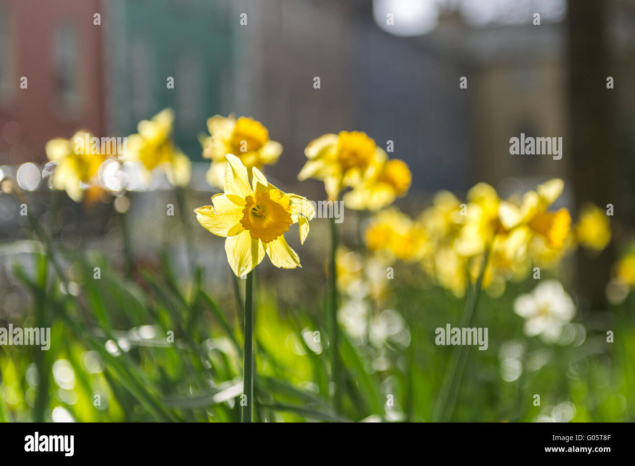 Narzissen im Sonnenlicht Stockfoto