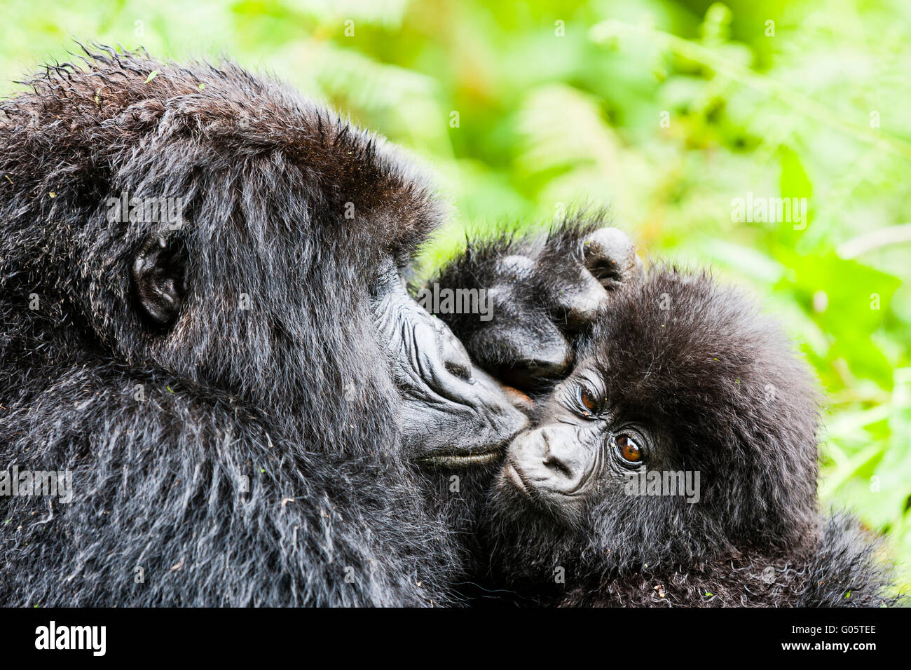 Eine Mutter Berggorillas (Gorilla Berengei Berengei) küsst ihr Kind während der Pflege im Volcanoes-Nationalpark, Ruanda. Stockfoto