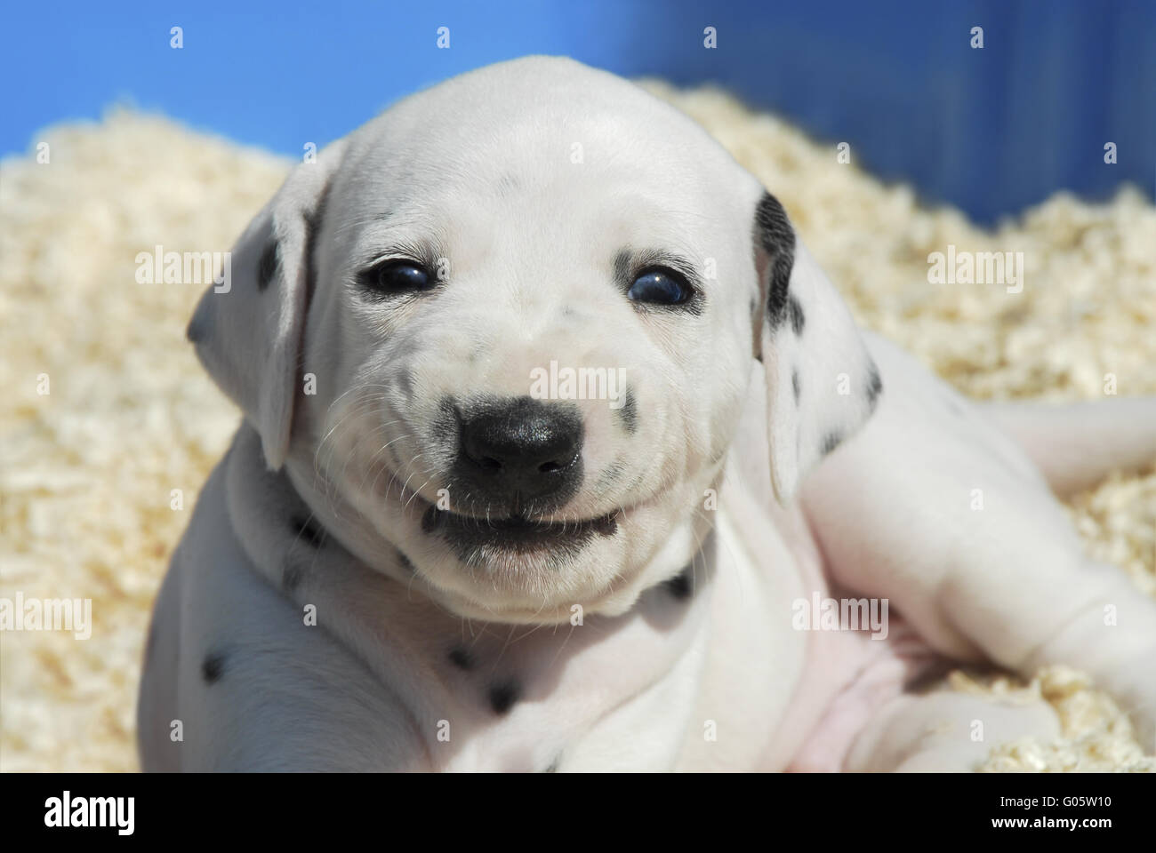 Dalmatiner Welpen ist alles Lächeln, vier Wochen alt Stockfoto