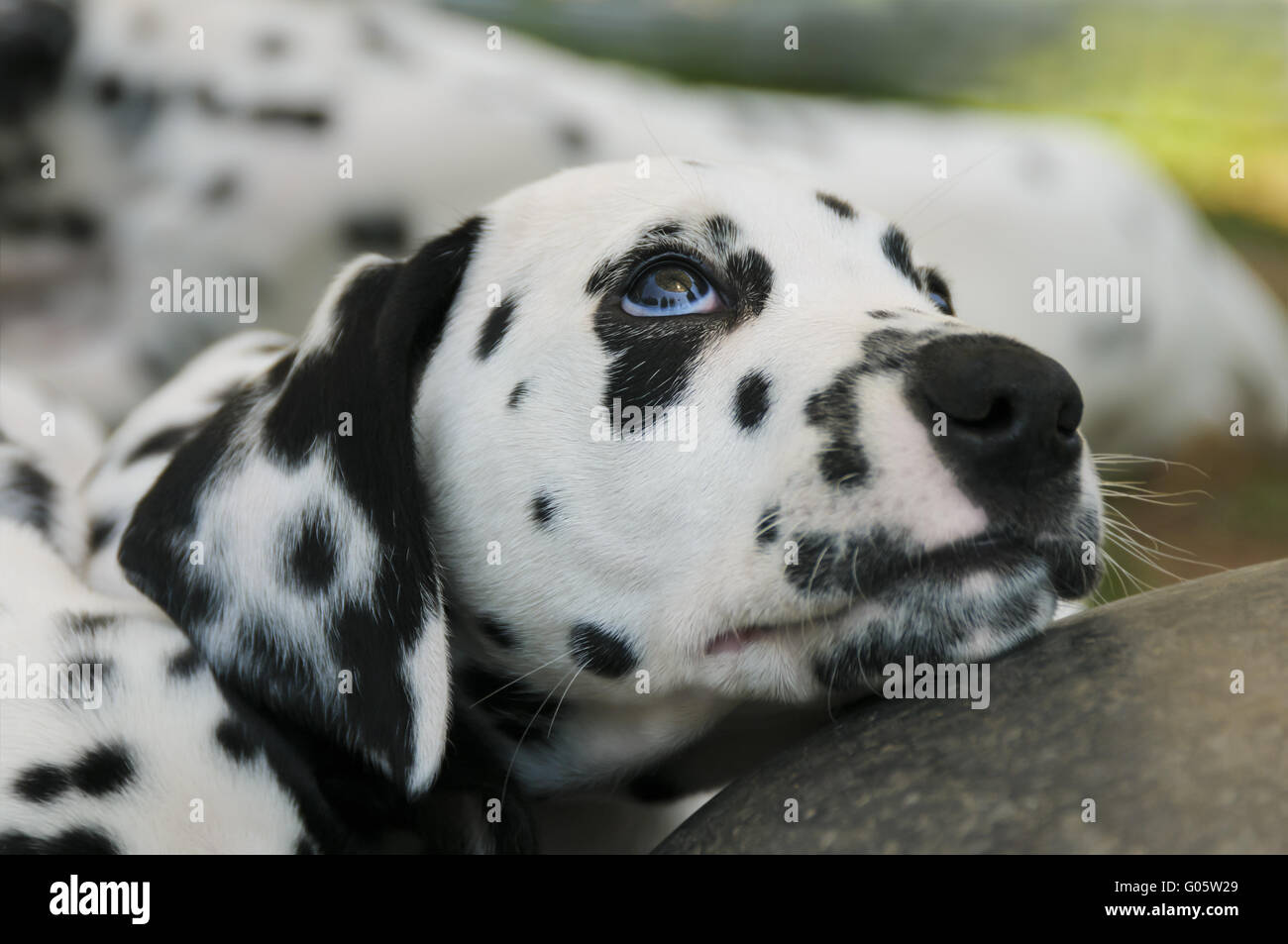 Dalmatiner Welpen, 7 Wochen alt, portrait Stockfoto