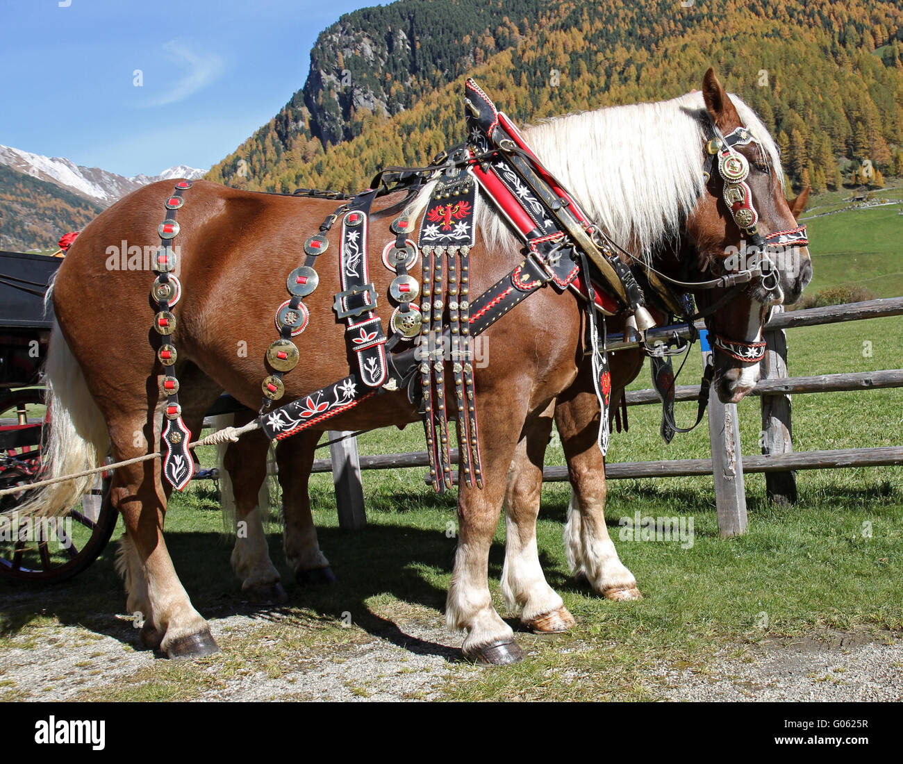 Haflinger-Pferd Stockfoto