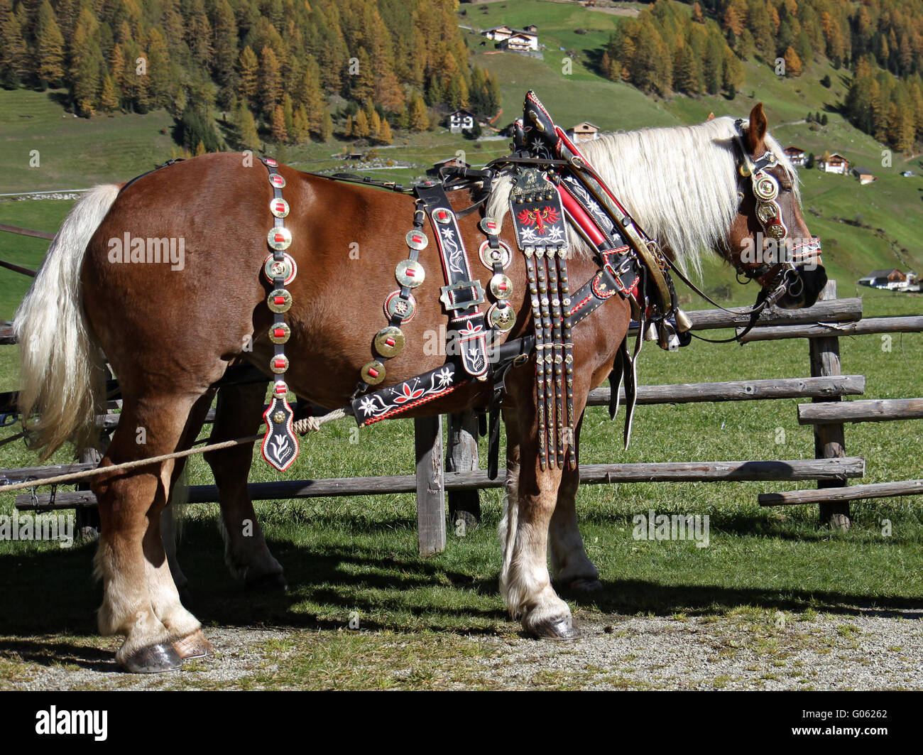 Haflinger-Pferd Stockfoto