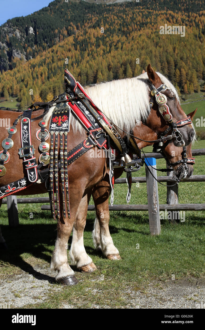 Haflinger-Pferd Stockfoto