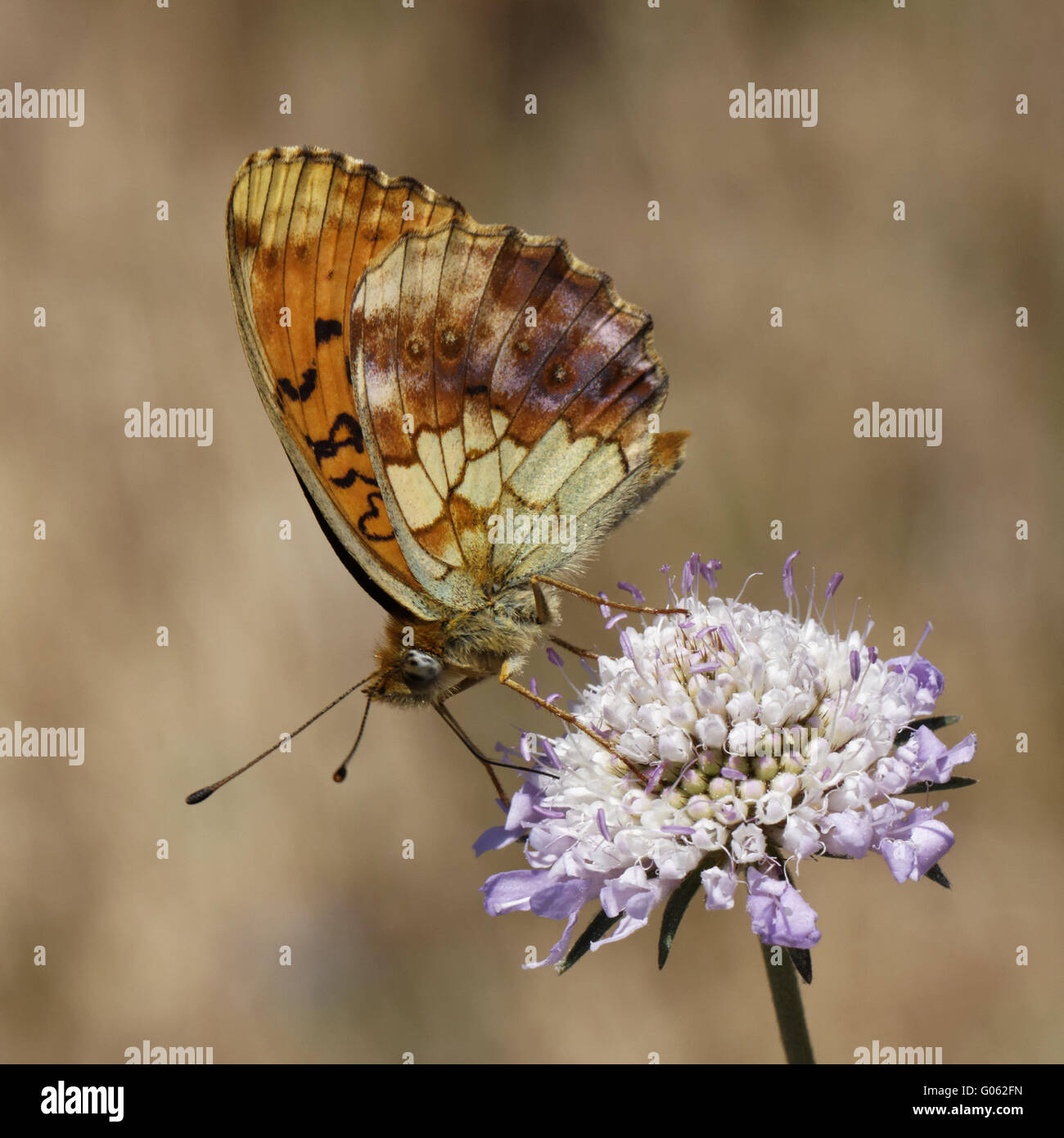 Brenthis Daphne, marmorierte Fritillary auf Witwenblume Stockfoto