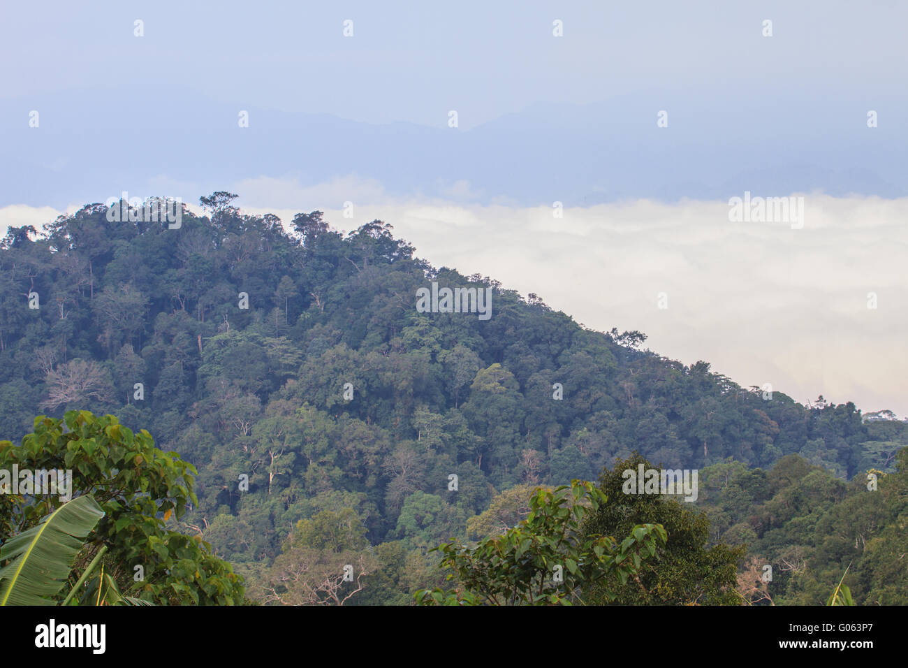 Nebel und Cloud Mountain Tallandschaft, Pflanze Nebel und Berg-Hintergrund Stockfoto