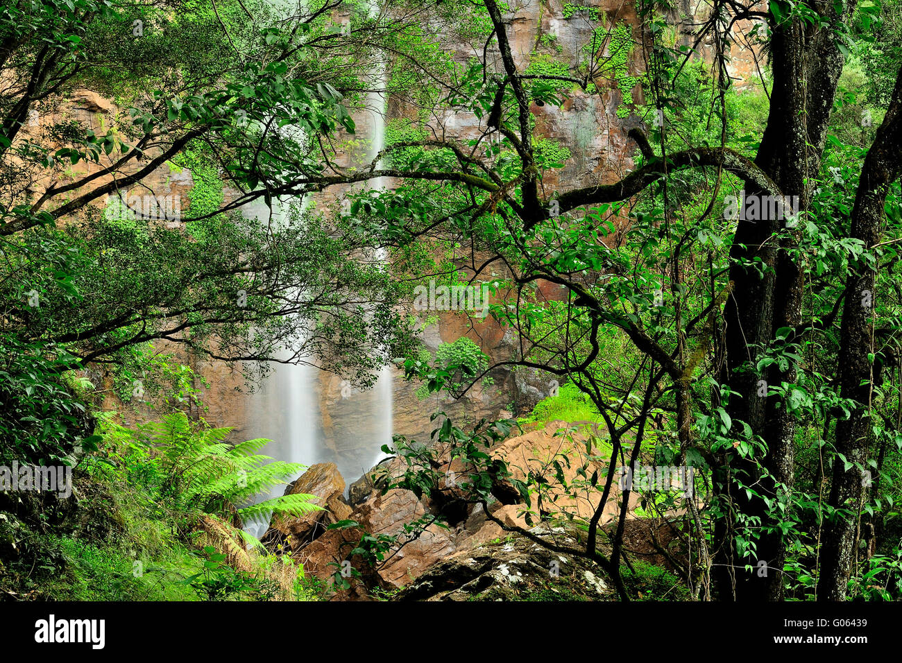 Queen Mary verliebt sich in Killarney, Main Range National Park, Queensland Stockfoto