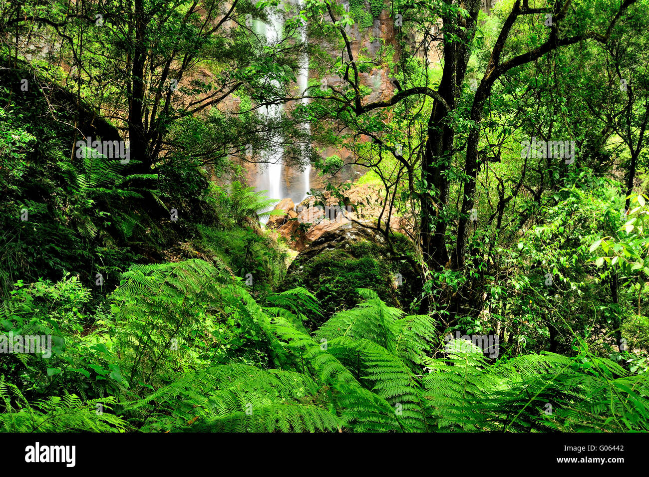 Queen Mary verliebt sich in Killarney, Main Range National Park, Queensland Stockfoto