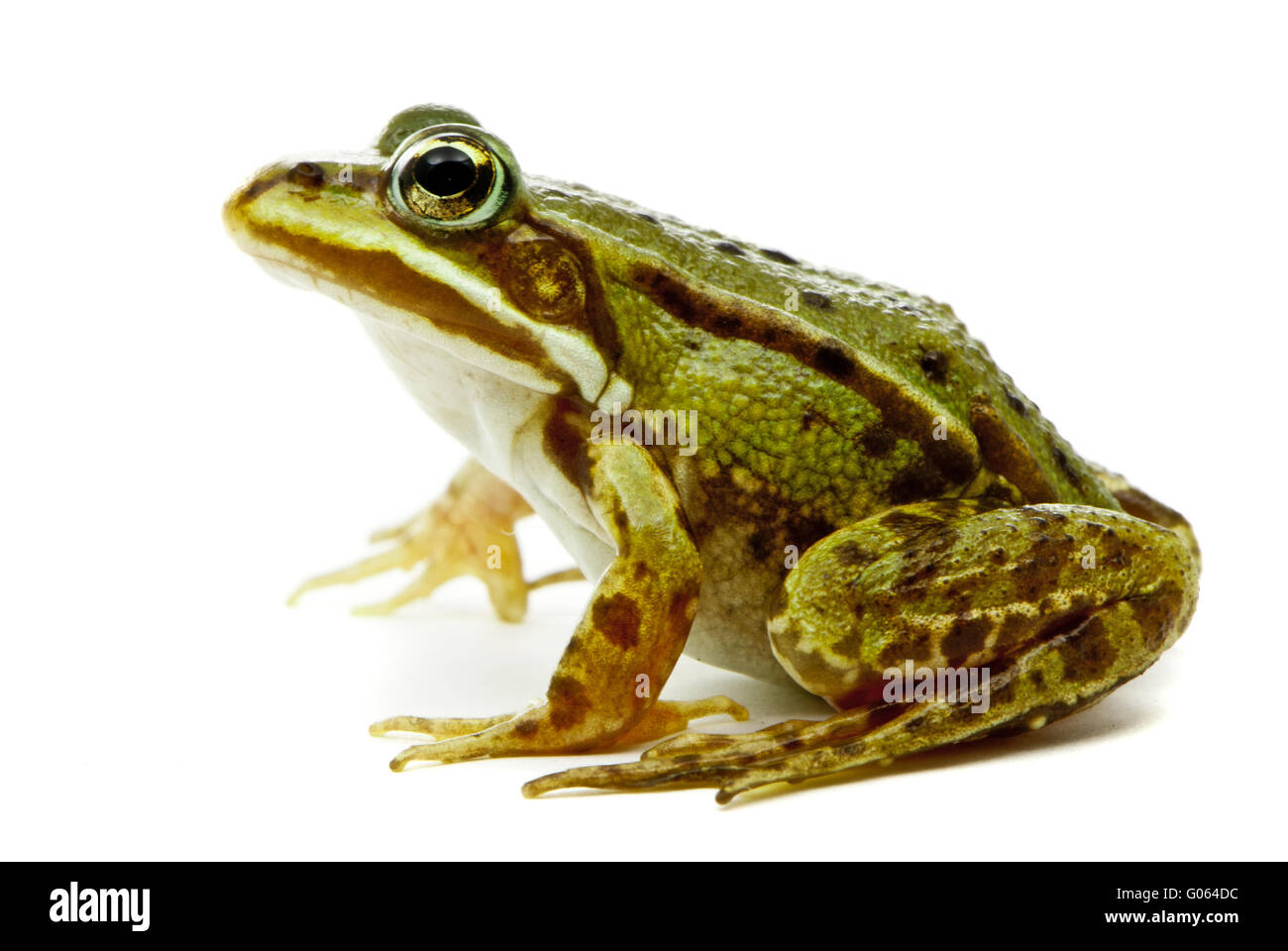 Rana Esculenta. Grün (Europäische oder Wasser) Frosch auf weißem Hintergrund. Stockfoto
