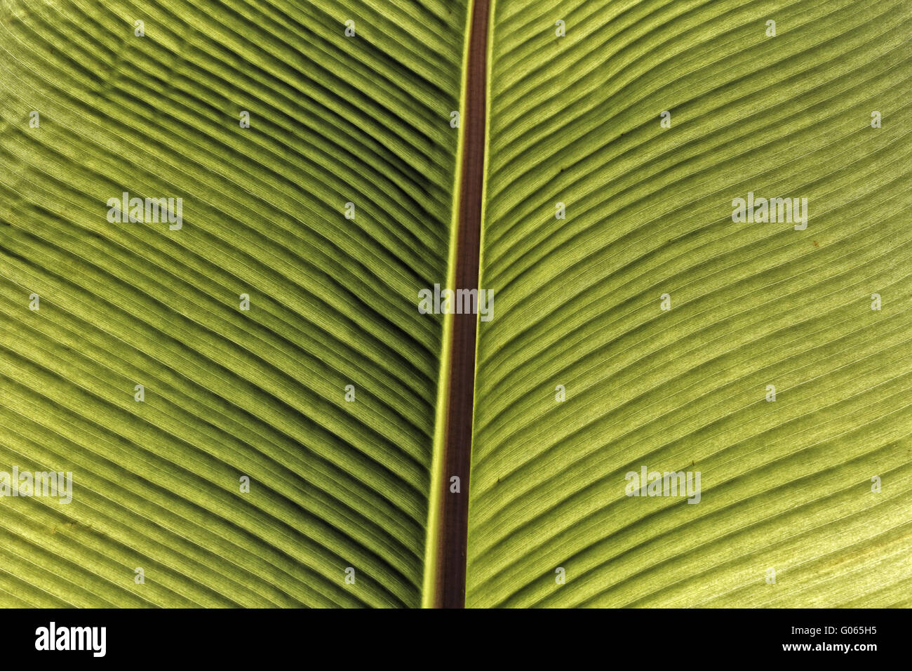 Enset ventricosum Fotos und Bildmaterial in hoher Auflösung Alamy
