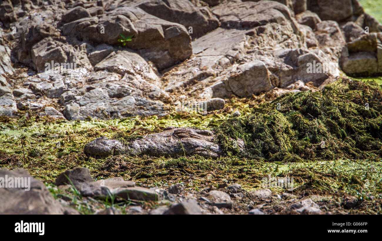 Nil-Krokodil im Krüger-Nationalpark, Südafrika; Specie Crocodylus Niloticus Familie Crocodylidae Stockfoto