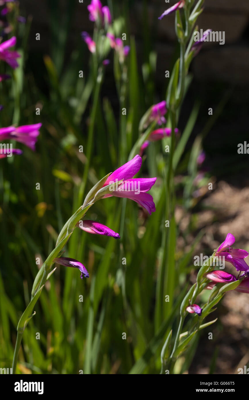 Gladolius byzantinus Stockfoto