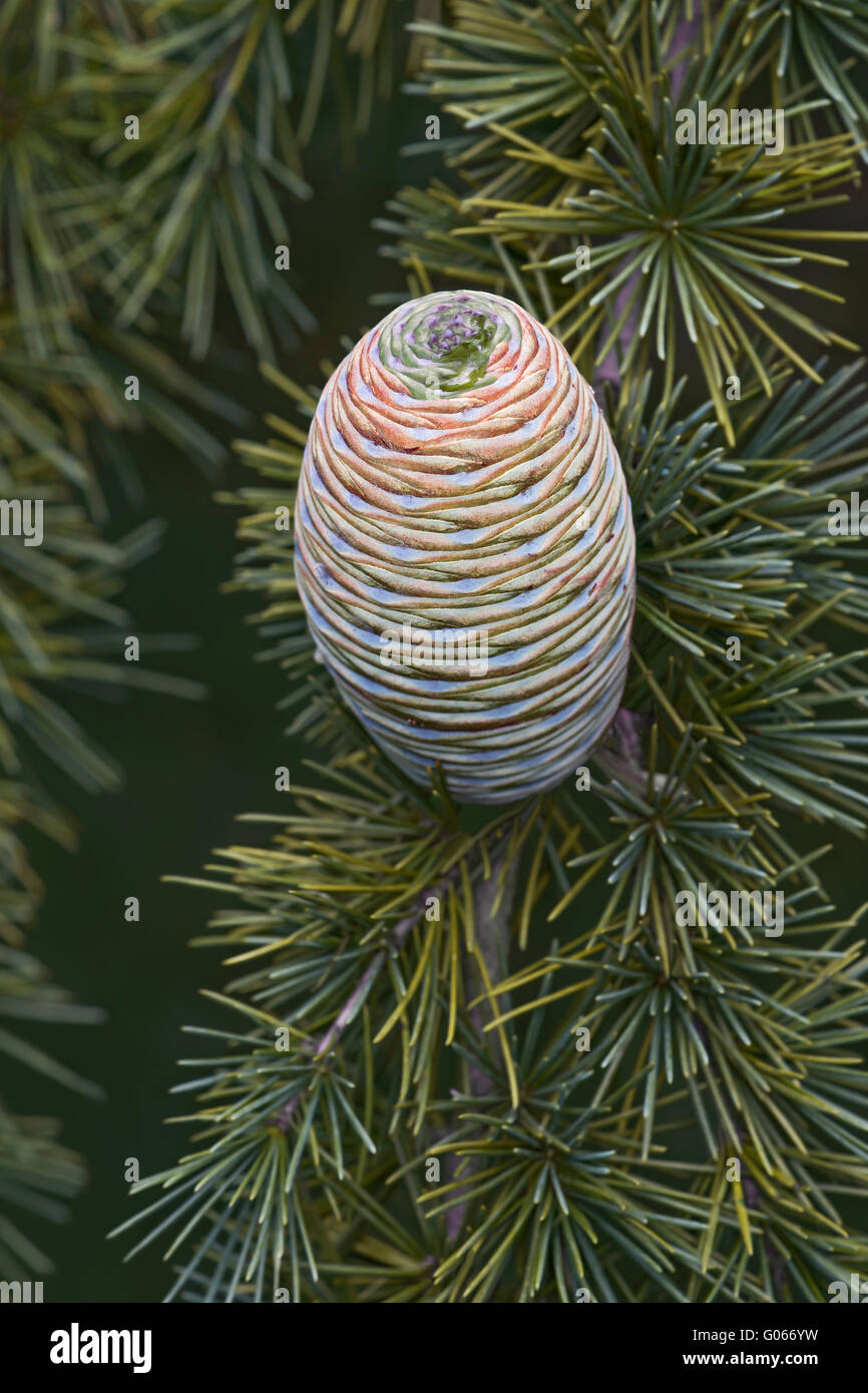 Deodar zeder baum Fotos und Bildmaterial in hoher Auflösung Alamy