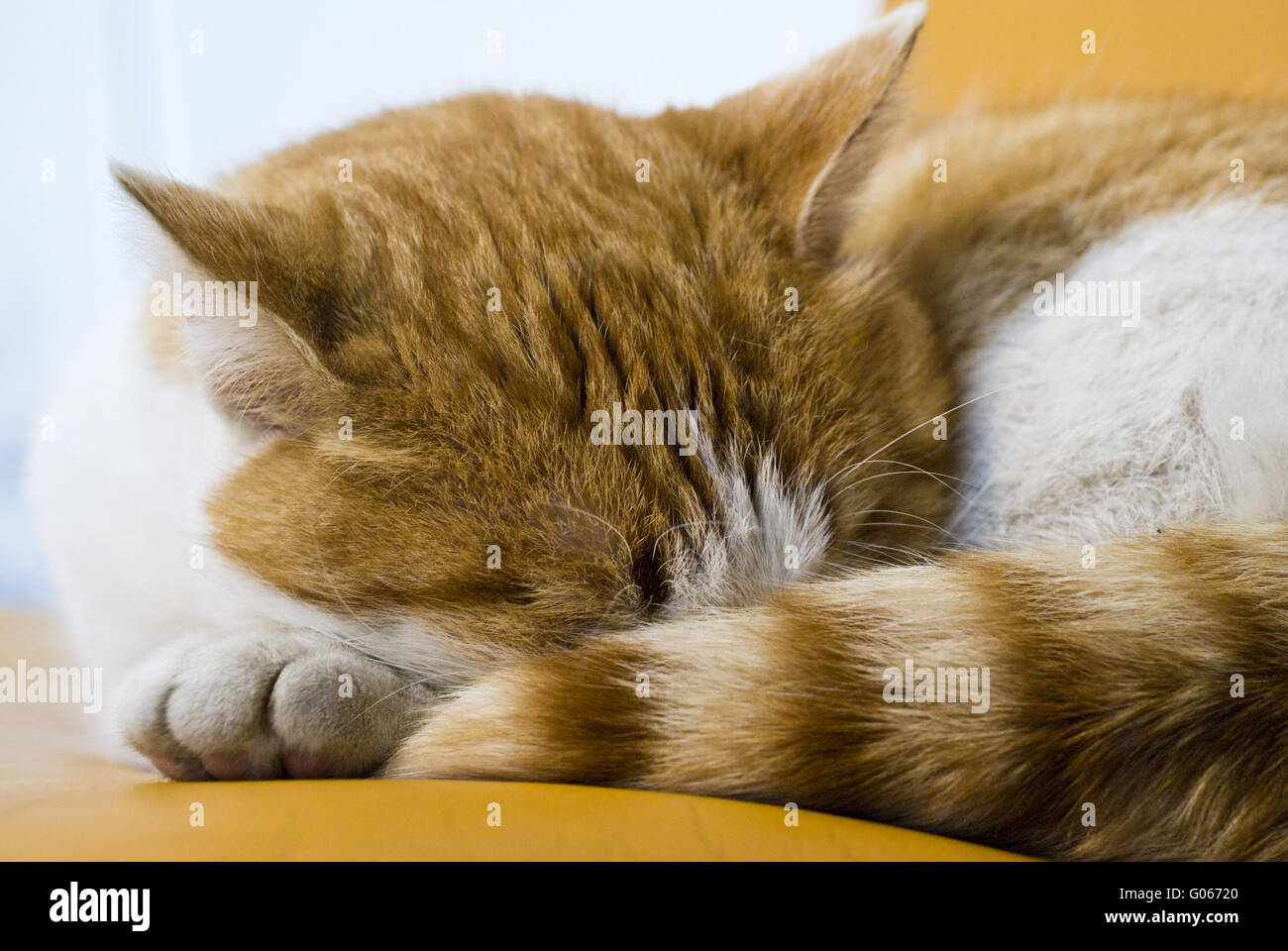 Um in den Tiefschlaf Katze Stockfoto