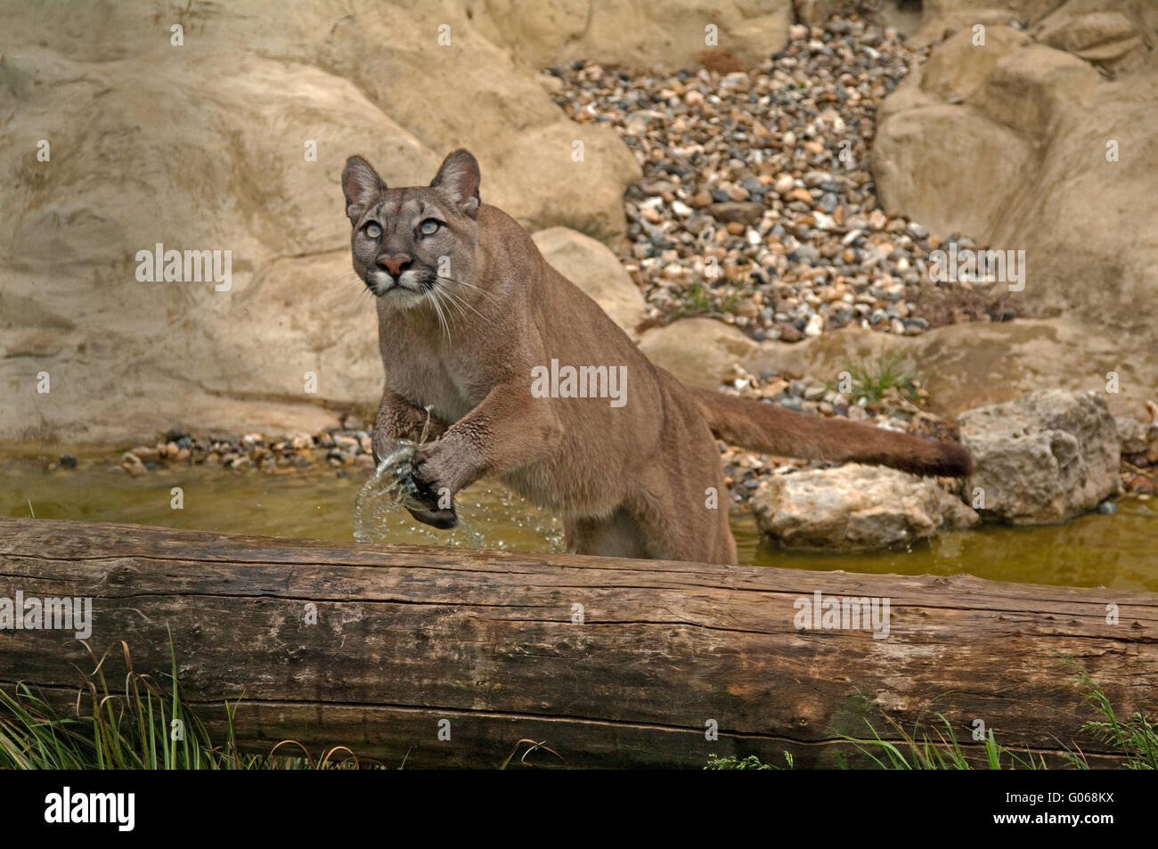Puma Springen Stockfotos und -bilder Kaufen - Alamy