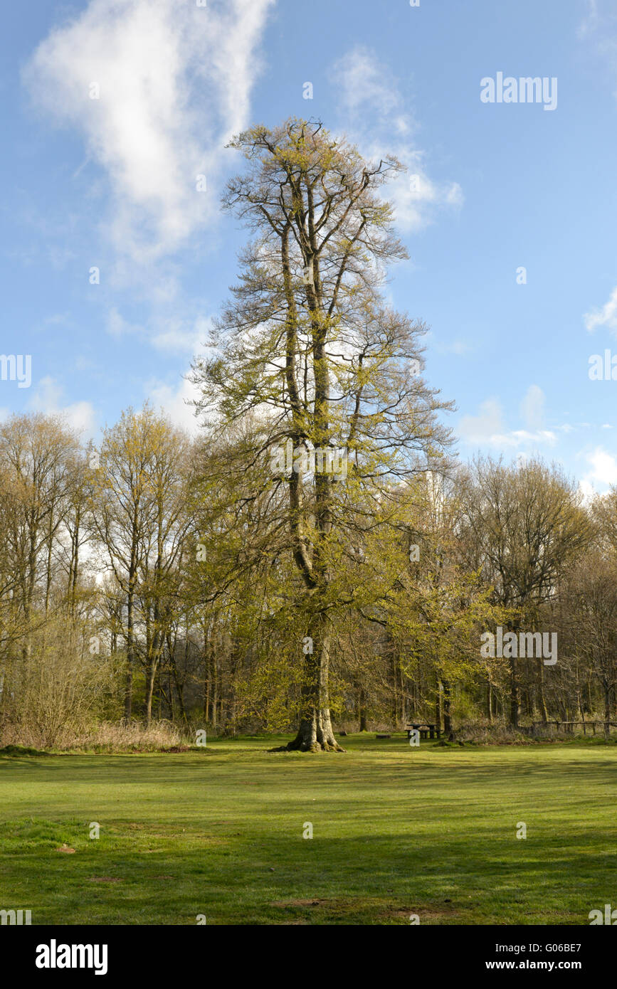 Buche im Frühjahr, Savernake Wald, Wiltshire. Buche Fagus sylvatica Stockfoto