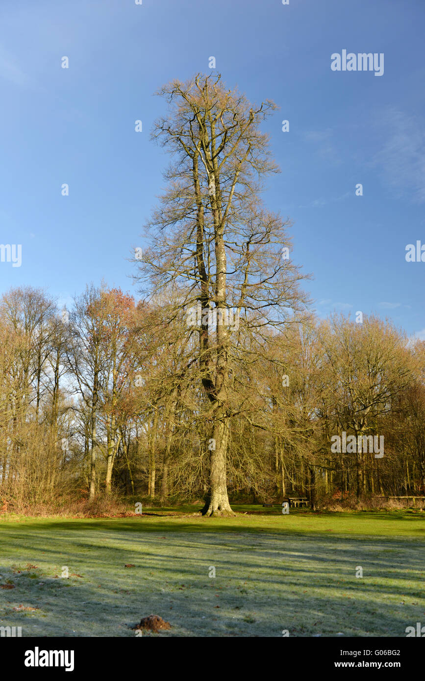 Buche im Winter, Savernake Wald, Wiltshire. Buche Fagus Sylvatica, Fagaceae Stockfoto