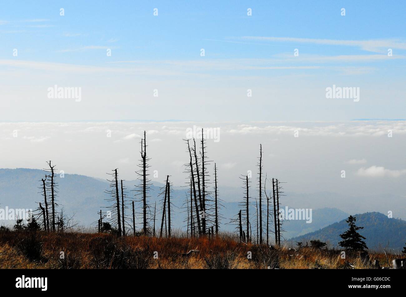 Blick in das Rheintal aus dem Schwarzwald Stockfoto