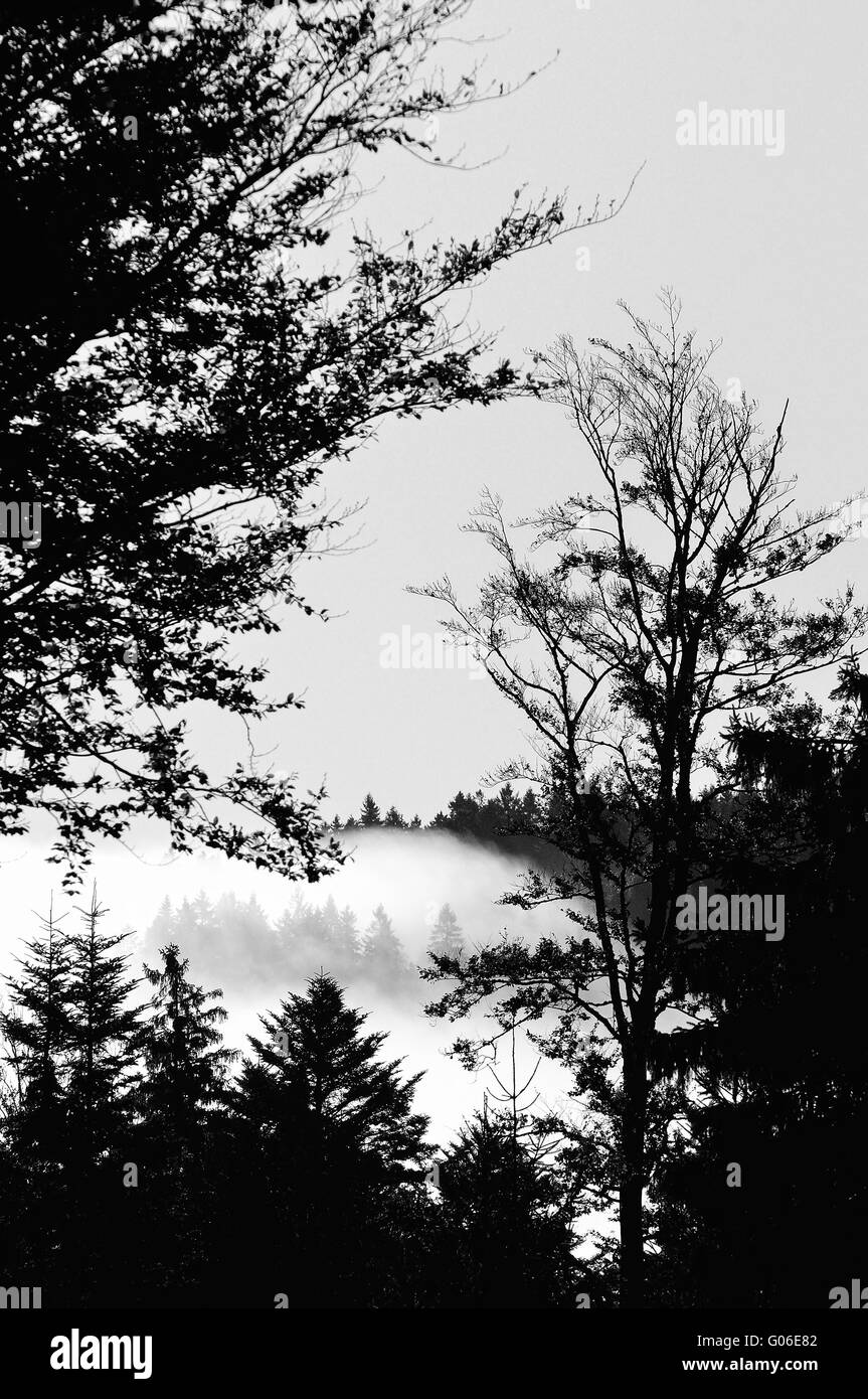 der Mitte des Nebelwaldes in schwarz / weiß Stockfoto