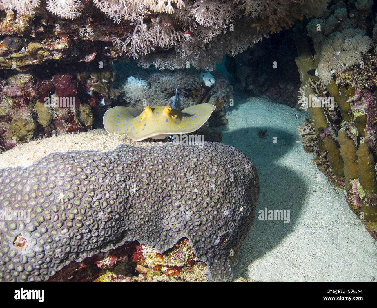 Bluespotted Ribbontail Strahl Stockfoto