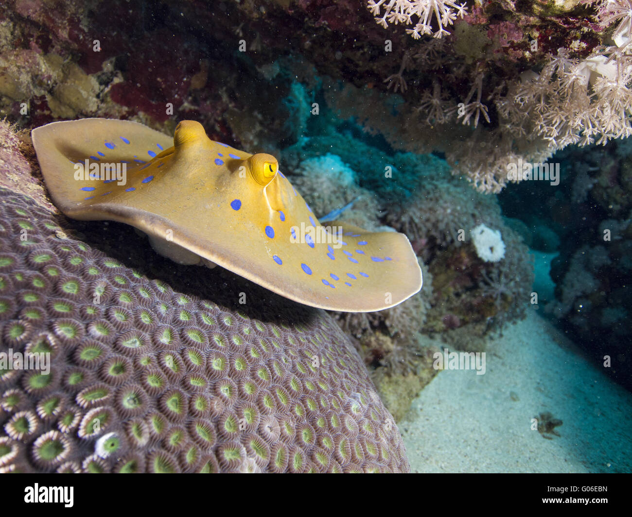 Bluespotted Ribbontail Strahl Stockfoto