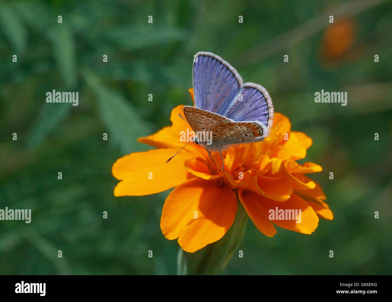 blauer Schmetterling sitzt auf Ringelblumeblume Stockfoto