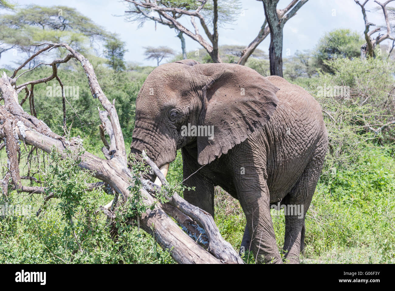 Nahrungssuche auf dem Serengeti Elefanten Stockfoto