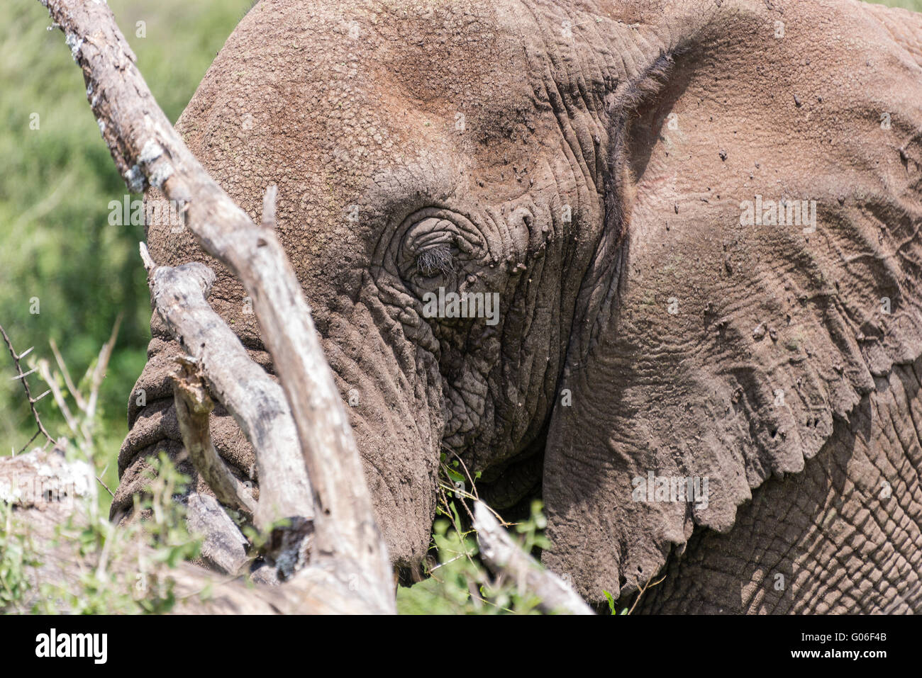 Seitenansicht der Kopf eines Elefanten Stockfoto