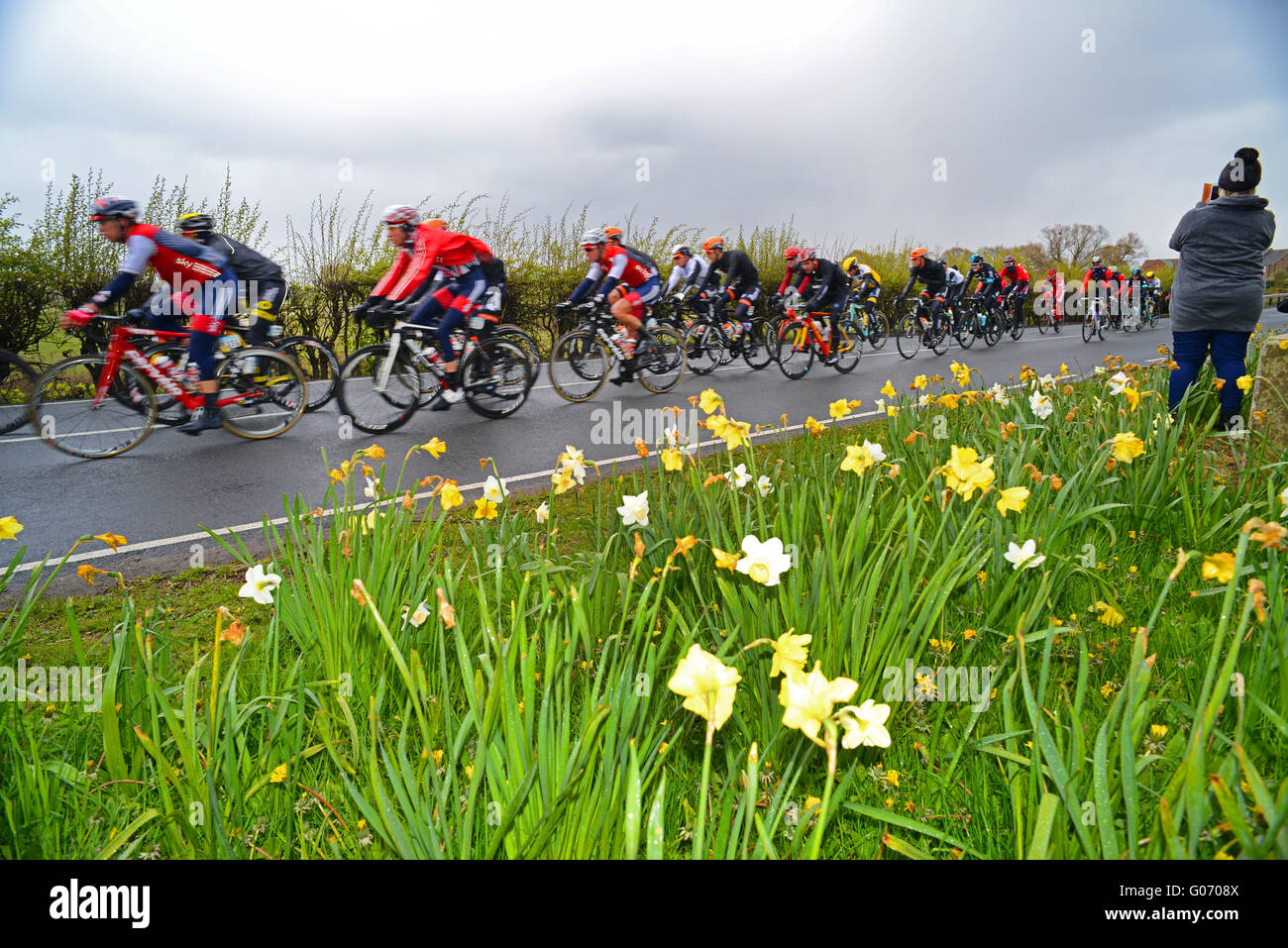 Bubwith, Yorkshire, Großbritannien. 29. April 2016, Beverley auszugleichender vorbei Frühling Narzissen in Bubwith, Yorkshire Großbritannien Credit: Riddypix/Alamy Live-Nachrichten Stockfoto