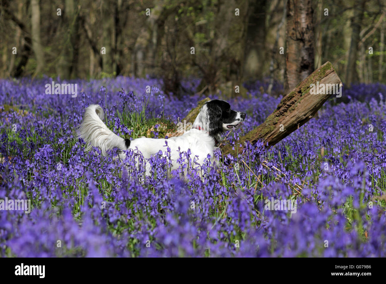 Alten Simm Wäldchen in der Nähe von Effingham in Surrey Hills, England, Großbritannien. 30. April 2016. Ein Hund steht in der Glockenblumen in Surrey Hills in der Nähe von Effingham. Die traditionelle englische Glockenblumen bedecken eine Fläche von etwa 1 Quadratkilometer in alten Wäldern bekannt als alte Simm Wäldchen. Bildnachweis: Julia Gavin UK/Alamy Live-Nachrichten Stockfoto