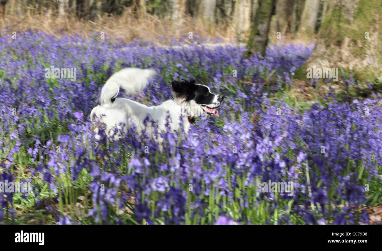 Alten Simm Wäldchen in der Nähe von Effingham in Surrey Hills, England, Großbritannien. 30. April 2016. Ein Hund läuft durch die Glockenblumen in Surrey Hills in der Nähe von Effingham. Die traditionelle englische Glockenblumen bedecken eine Fläche von etwa 1 Quadratkilometer in alten Wäldern bekannt als alte Simm Wäldchen. Bildnachweis: Julia Gavin UK/Alamy Live-Nachrichten Stockfoto