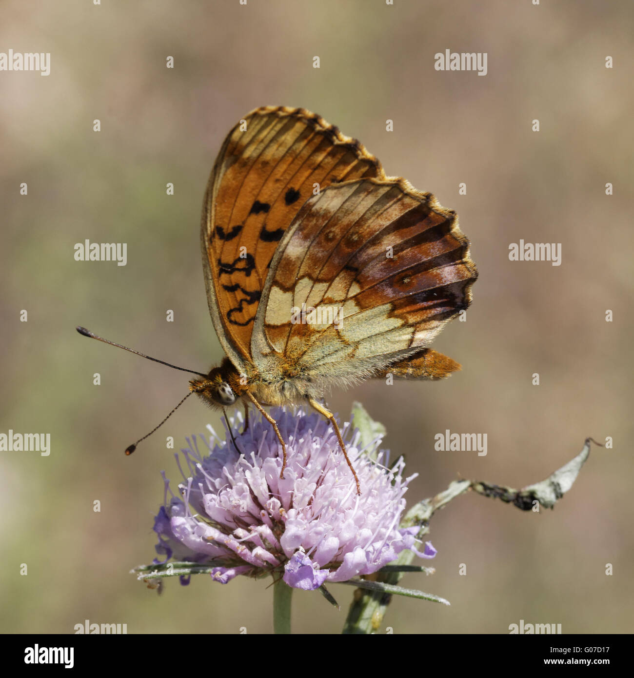 Brenthis Daphne, marmorierte Fritillary auf Witwenblume Stockfoto