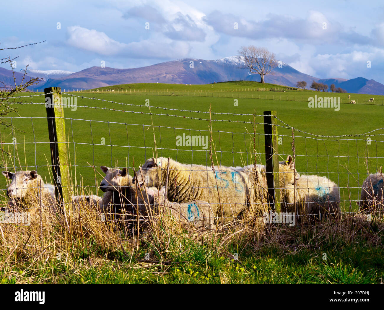 Schafe grasen auf einer Farm in den Lake District Cumbria im Nordwesten England UK Stockfoto