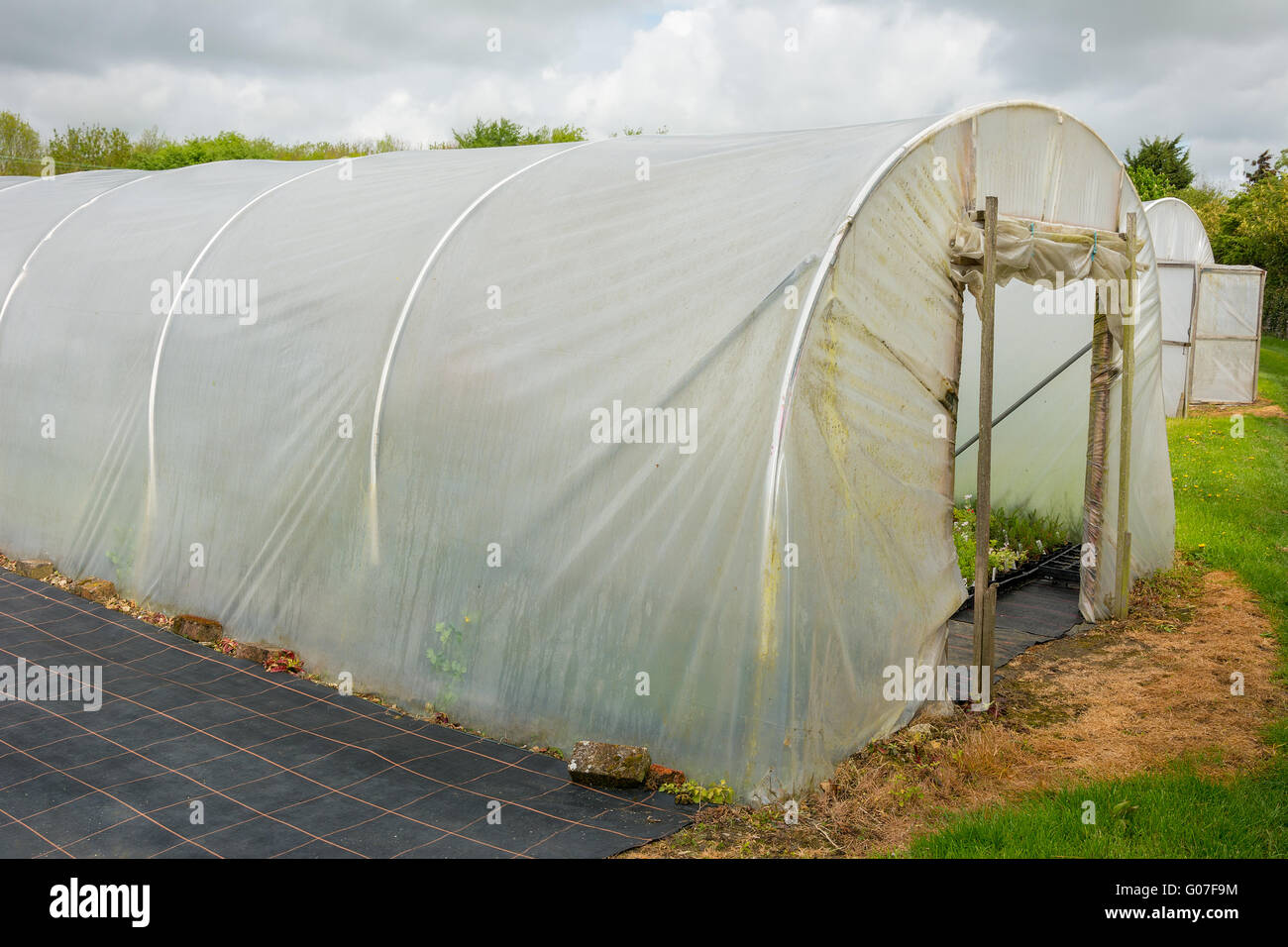 Gartenbau Folientunnel für zarte Pflanzen wachsen. Stockfoto