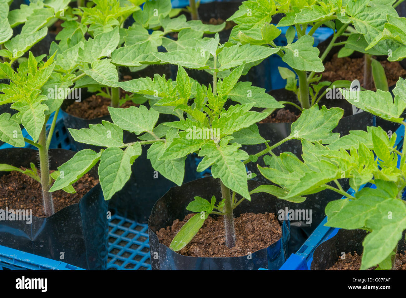 Junge Tomatenpflanzen in Töpfen bereit für die Bepflanzung Stockfoto