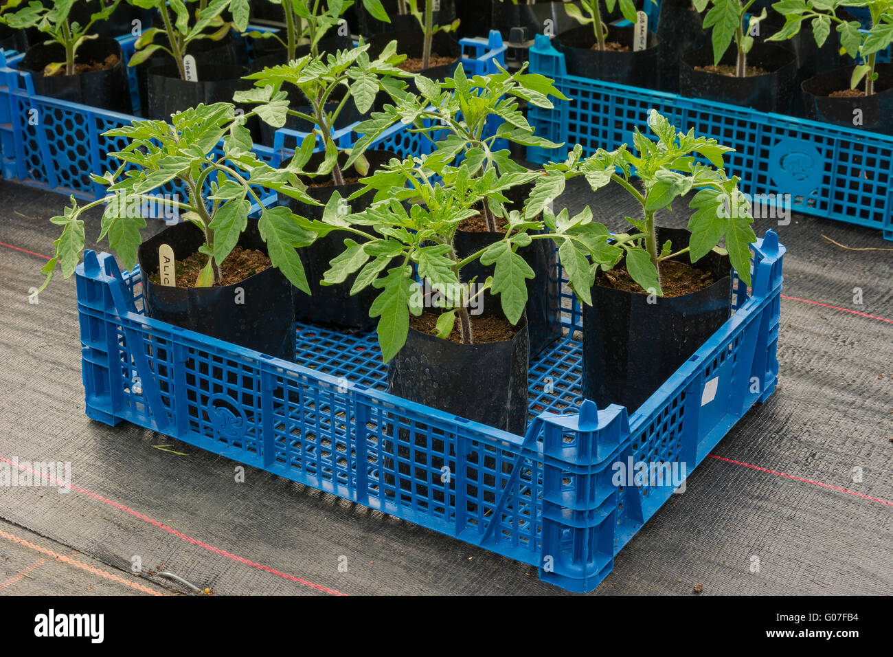 Junge Tomatenpflanzen in Töpfen bereit für die Bepflanzung Stockfoto