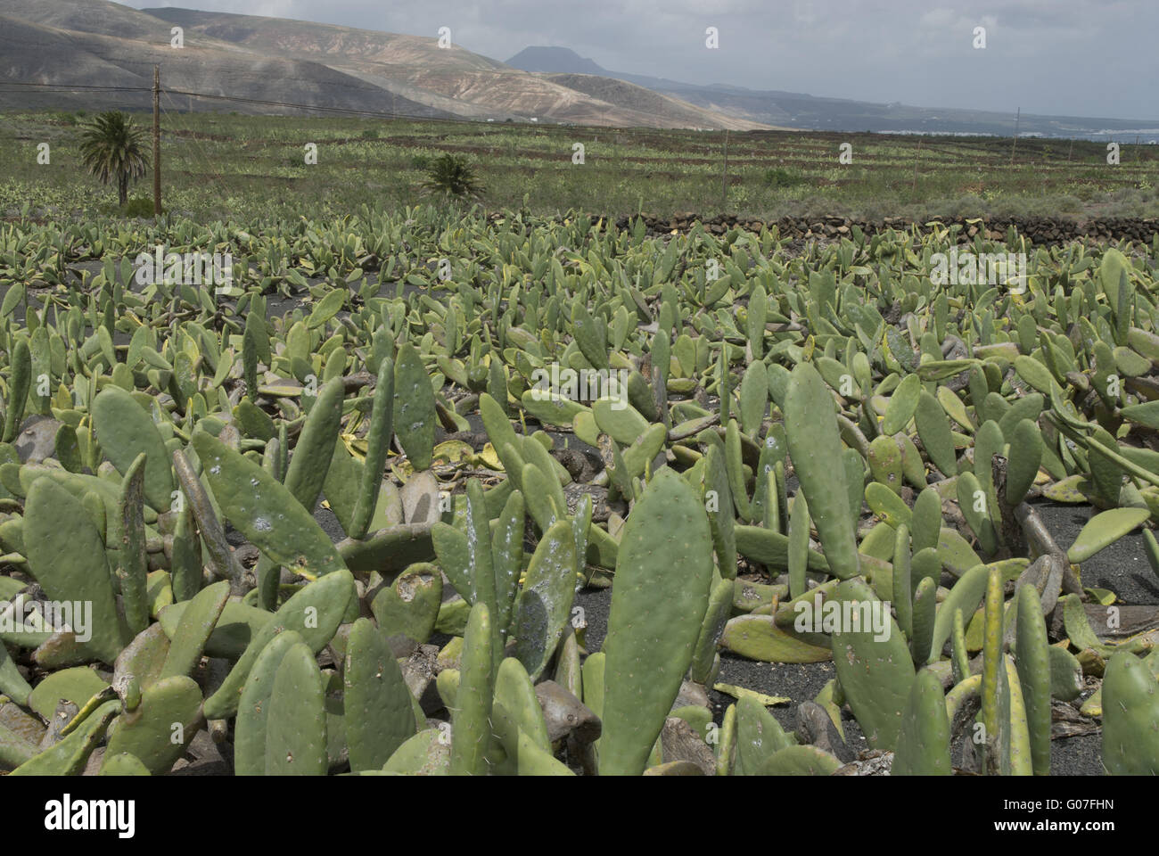 gymnocalycium armatum Gymnocalycium cardenasianum F. Ritter : Real Live Succulent Cactus Pla –  Succulent Zone main image 0