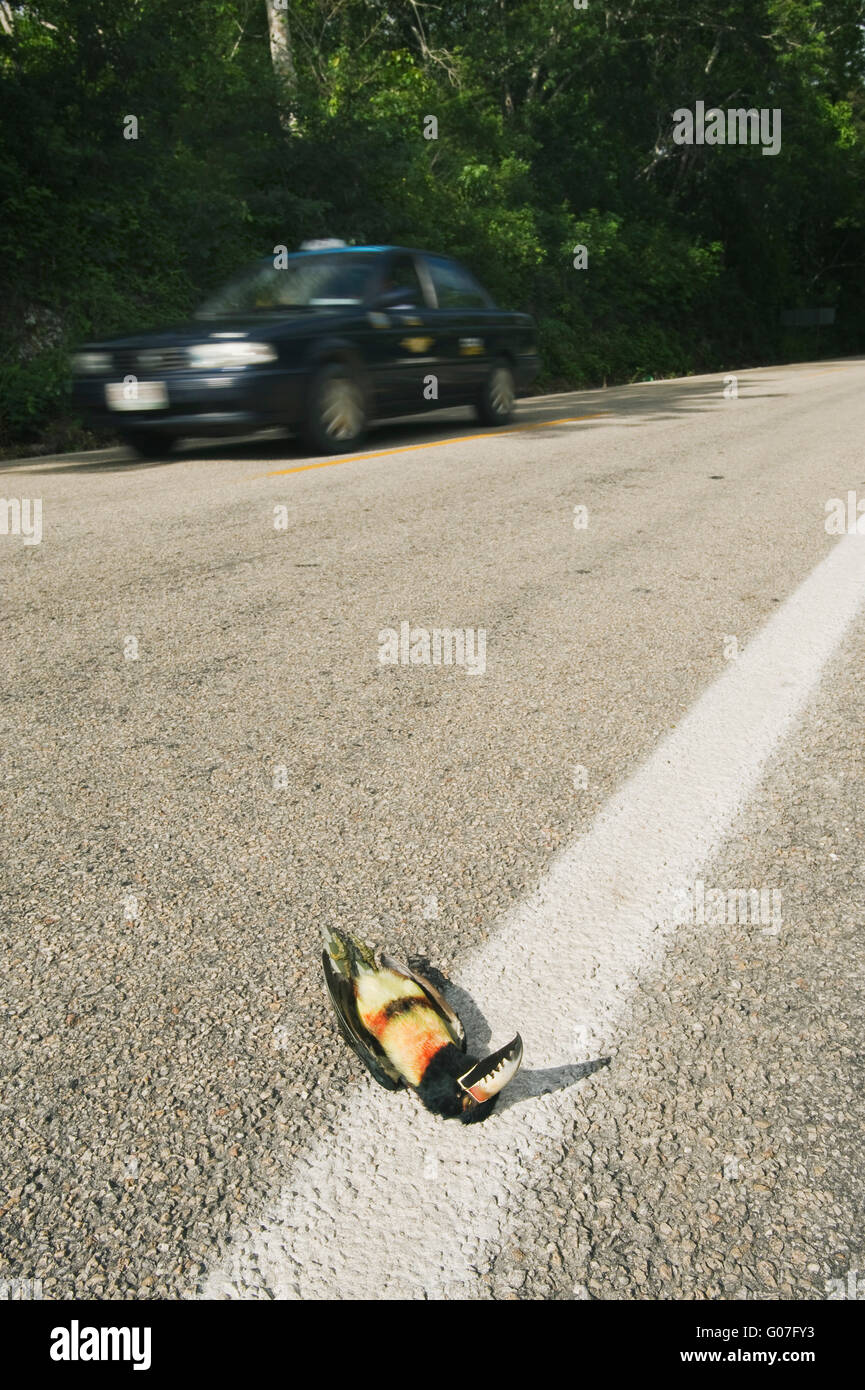 Aracari Toucan getötet auf Autobahn, Calakmul Biosphären-Reservat, Halbinsel Yucatan, Mexiko Stockfoto