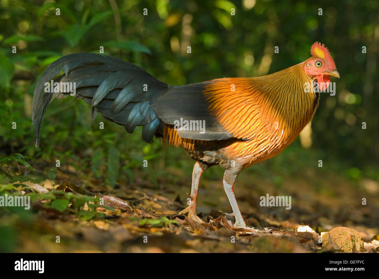 Sri Lanka Kammhuhnprojekte (Gallus Lafayettii) WILD, Sinharaja Reserve, Sri Lanka ENDEMISCH Stockfoto