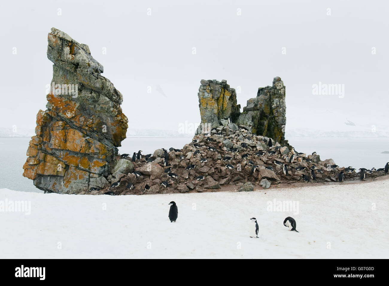 Zügelpinguinen (Pygoscelis Antarctica) kleine Pinguinkolonie, Half Moon Island, Süd-Shetland-Inseln, Antarktis Stockfoto
