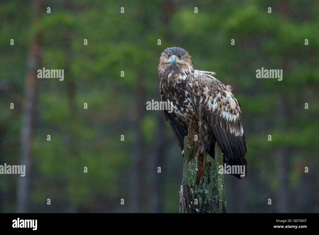 Seeadler sitzen im Regen Stockfoto