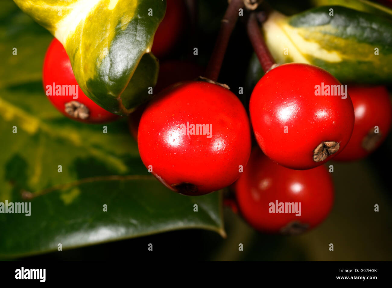 Bunte Holly zeigen Blätter und Beeren Stockfoto