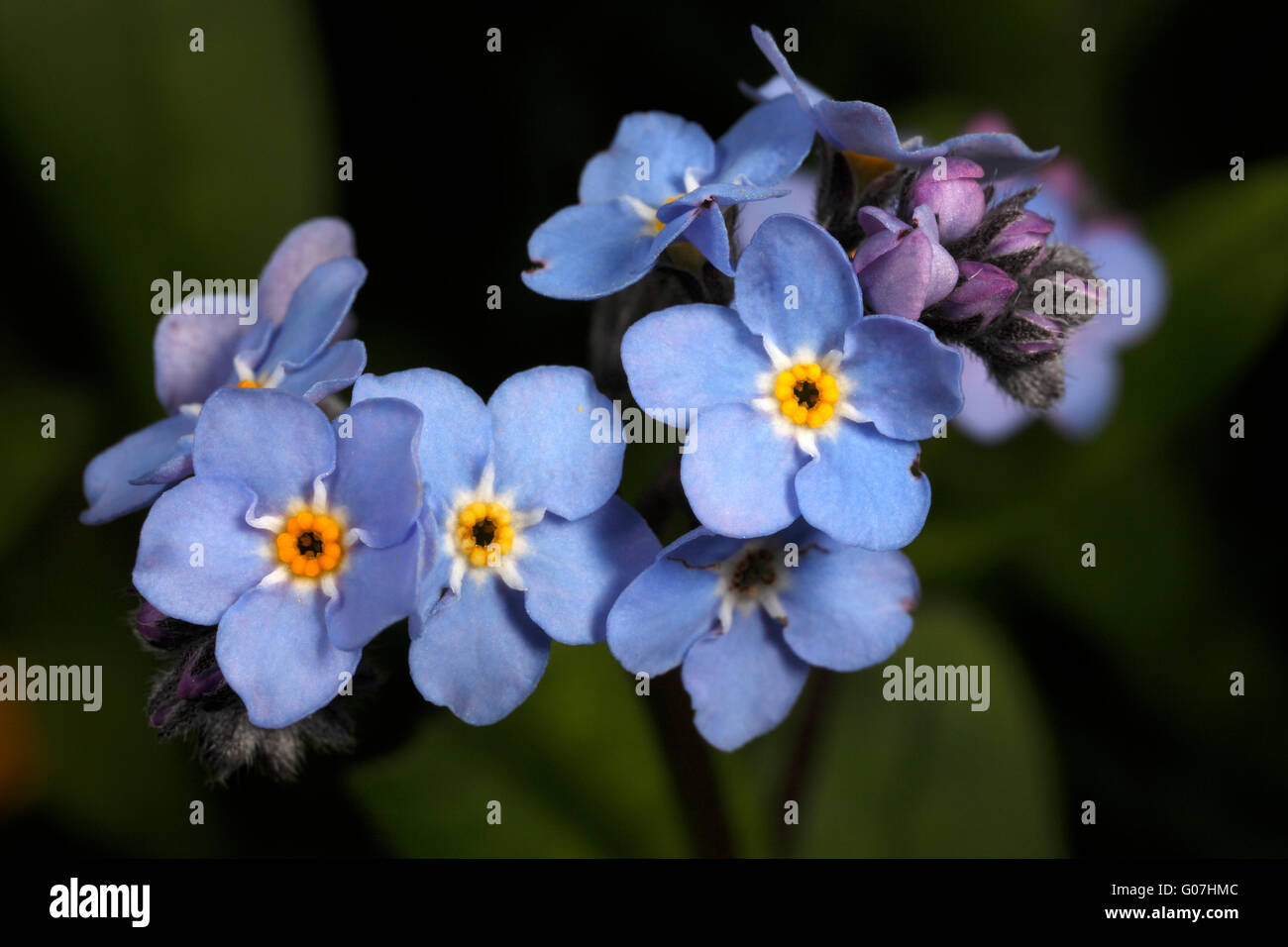 Vergissmeinnicht Blumen. Wilde britische Blume. Myosotis Sylvatica. UK-Spring. Frühling Blumen. Stockfoto