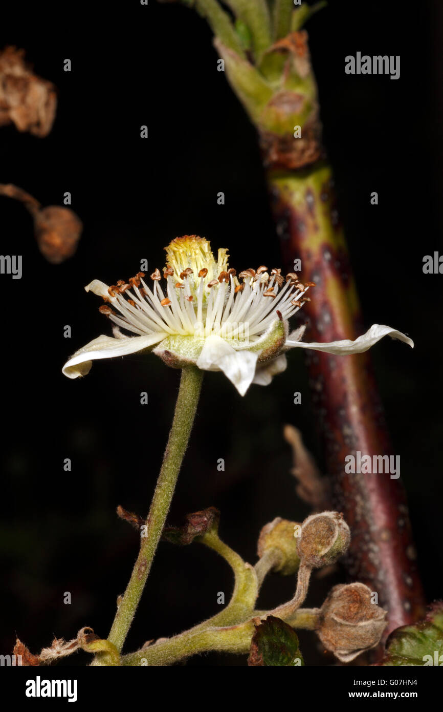 Tayberry Blume, Nahaufnahme. Hybrid-Beere, Mischung aus einer Brombeere und Himbeere. Auswahl = Buckingham. Stockfoto